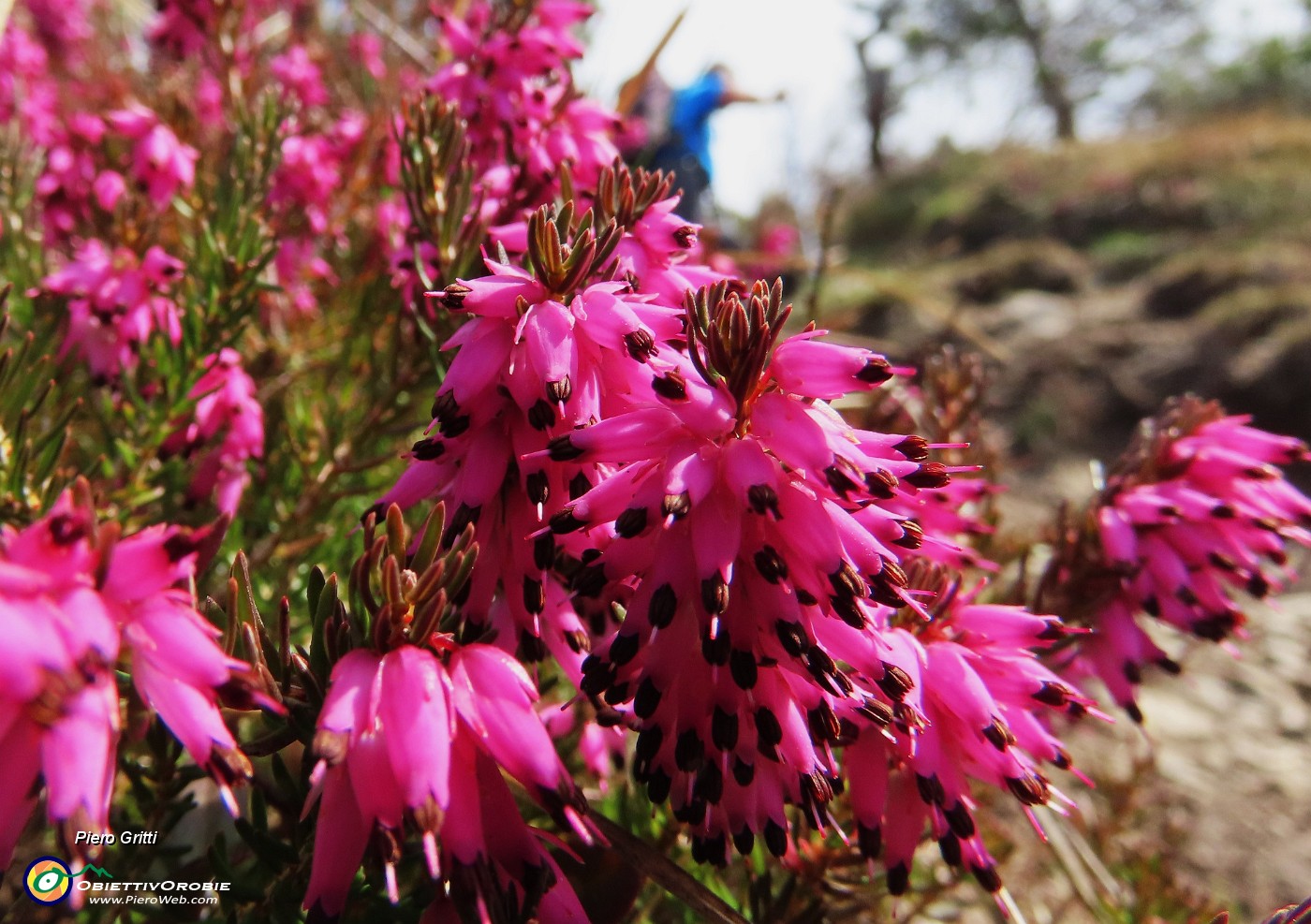 54 Erica carnicina - Erica in fiore .JPG